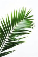 AI generated palm leaves with space on white background photo