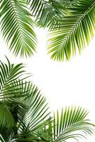 AI generated palm leaves with space on white background photo