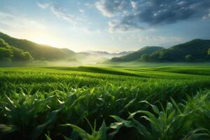 AI generated green corn field in the morning photo