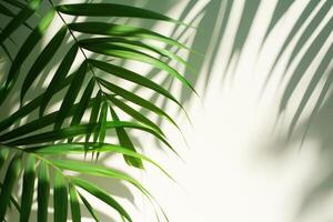 AI generated palm leaves with space on white background photo