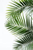 AI generated palm leaves with space on white background photo