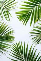 AI generated palm leaves with space on white background photo