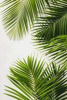 AI generated palm leaves with space on white background photo