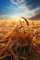 AI generated dry wheat field drought photo