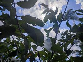 leaves, twigs and guava trees in the garden photo