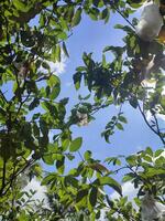 hojas, leña menuda y guayaba arboles en el jardín foto