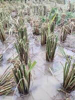 remaining rice roots and rice stalks that have been harvested photo