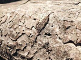 el ladrar modelo es el sin costura textura de el árbol. para antecedentes madera trabajar, marrón madera dura ladrar foto