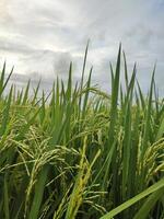 Ripe rice in agricultural field. Natural background of rice on agricultural land. selective focus photo