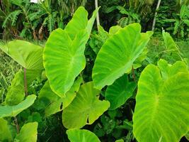 Leaves of the Elephant Ear Colocasia Taro plant photo