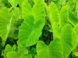 Leaves of the Elephant Ear Colocasia Taro plant photo