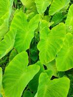 hojas de el elefante oído colocasia taro planta foto