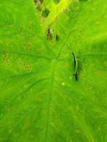 Grasshopper on the Leaves of an Elephant Ear Colocasia Taro plant photo