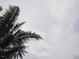 hermosa corona árbol tiene árbol antecedentes con tropical cielo con nubes a Dom foto