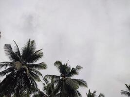 Beautiful crown tree has tree background with tropical sky with clouds at sun photo