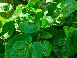 poliscias escutelaria es un decorativo jardín planta y medicinal planta ese es relativamente popular en el archipiélago. el nombre se refiere a el forma de el hojas son curvo me gusta un bol. foto