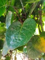 Polyscias scutellaria is a decorative garden plant and medicinal plant that is relatively popular in the archipelago. The name refers to the shape of the leaves are curved like a bowl. photo