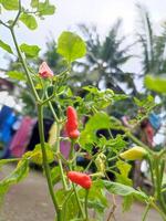 Capsicum frutescens 'Tabasco' or Tabasco pepper homegrown in a small backyard. photo