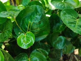 Polyscias scutellaria is a decorative garden plant and medicinal plant that is relatively popular in the archipelago. The name refers to the shape of the leaves are curved like a bowl. photo