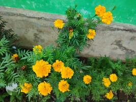 Tagetes erecta the Aztec marigold Mexican marigold big marigold cempaxochitl or cempasuchil is a species of flowering plant in the genus Tagetes native to Mexico. Bangladeshi Ganda flower photo