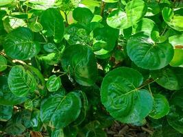 Polyscias scutellaria is a decorative garden plant and medicinal plant that is relatively popular in the archipelago. The name refers to the shape of the leaves are curved like a bowl. photo