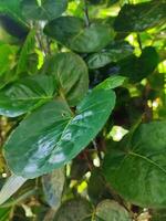 poliscias escutelaria es un decorativo jardín planta y medicinal planta ese es relativamente popular en el archipiélago. el nombre se refiere a el forma de el hojas son curvo me gusta un bol. foto