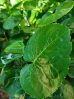 Polyscias scutellaria is a decorative garden plant and medicinal plant that is relatively popular in the archipelago. The name refers to the shape of the leaves are curved like a bowl. photo