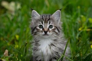 AI generated Adorable kitten gazes curiously at camera in outdoor setting photo