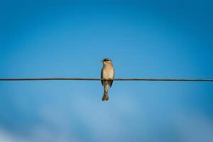 ai generado pájaro encaramado en cable soportes fuera en contra claro azul cielo foto