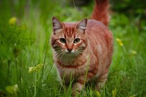 AI generated Curious red cat explores outdoor surroundings with attentive gaze photo