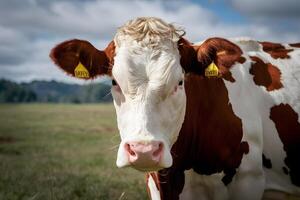 ai generado retrato capturas el noble esencia de un vaca en el granja foto