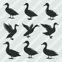 Duck vector silhouettes bundle, Set of various pose duck collection