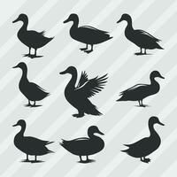 Duck vector silhouettes bundle, Set of various pose duck collection