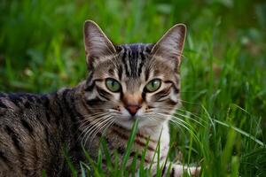 AI generated shot Close up of cat with green eyes lying in grass photo