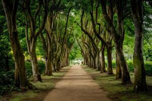 ai generado escénico caminos meandro mediante tailandia sereno público parques foto