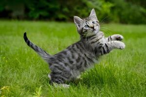 AI generated Playful striped kitten strikes a whimsical pose, eliciting smiles photo