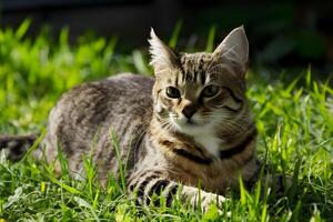 AI generated Img Tabby lounging outdoors, basking in sunlight on green grass photo