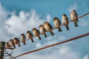 AI generated Sparrows perch in a row along electrical wires against sky photo