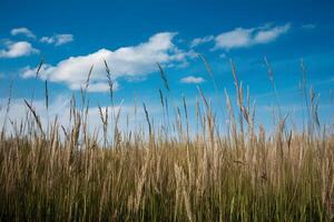 AI generated Grass field under blue sky creates idyllic natural backdrop photo