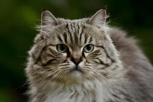 ai generado turco angola gatos cerca arriba retrato vitrinas avanzado tecnología capturar foto