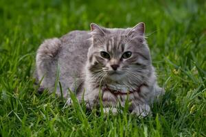 ai generado británico cabello corto gato disfruta sin prisa día en lozano verde césped foto