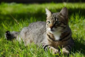AI generated Img Tabby lounging outdoors, basking in sunlight on green grass photo