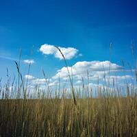 AI generated Grass field under blue sky creates idyllic natural backdrop For Social Media Post Size photo