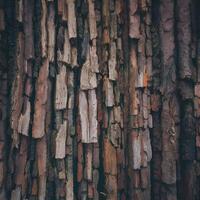 AI generated Tree barks rough surface texture adds natural element to background For Social Media Post Size photo