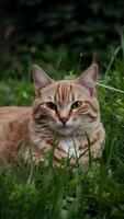 ai generado rojo gato descansa graciosamente en medio de lozano verde herboso alrededores vertical móvil fondo de pantalla foto