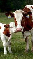 ai generado portugués becerro acaricia afectuosamente debajo madre vacas vigilante mirada vertical móvil fondo de pantalla foto