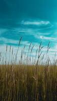 AI generated Grass field under blue sky creates idyllic natural backdrop Vertical Mobile Wallpaper photo