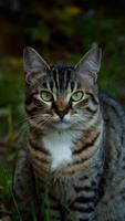 ai generado enigmático gato cautiva con perforación verde ojos en al aire libre ajuste vertical móvil fondo de pantalla foto