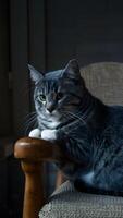 AI generated Ordinary gray tabby finds solace in quiet chair moment Vertical Mobile Wallpaper photo