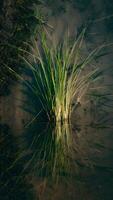 AI generated Creative composition of grass and mud in shallow water Vertical Mobile Wallpaper photo